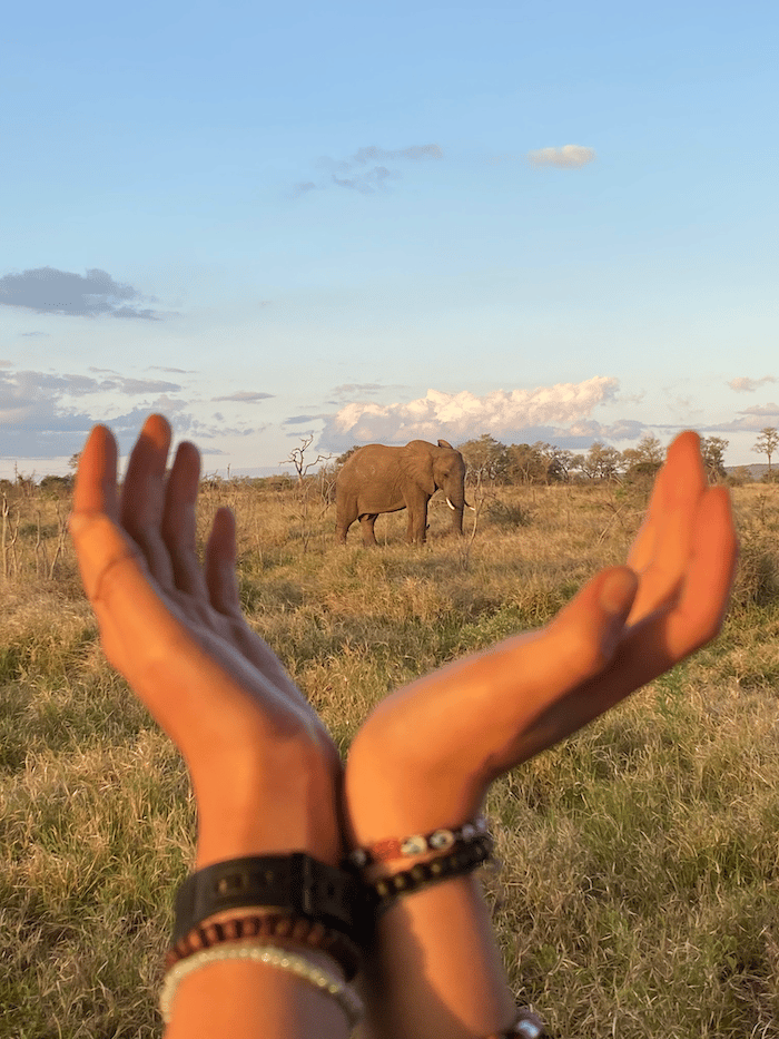 An elephant viewed through human hands