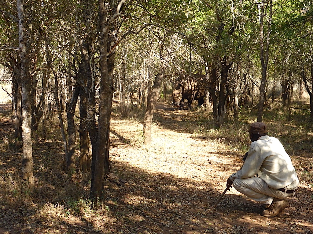 The eswateam watching rhinos