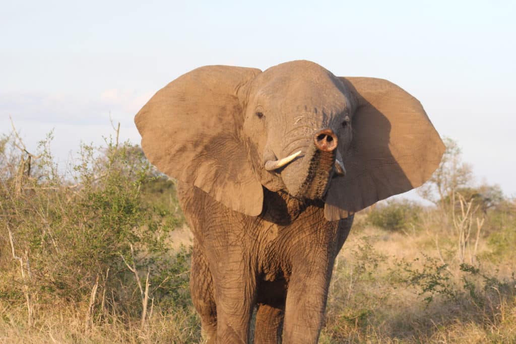 The Elephant - Big 5 in Africa