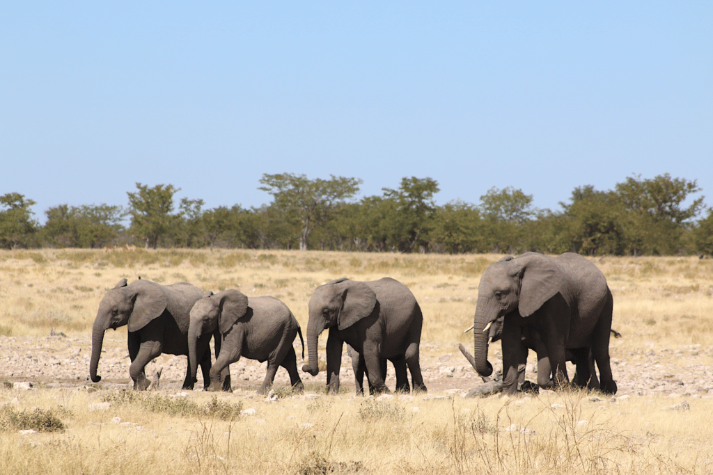 elephants in etosha
