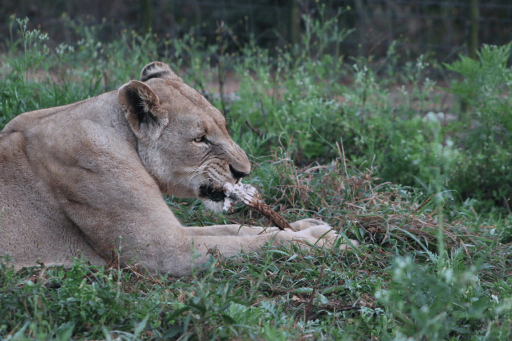 lioness feeding in Hlane 