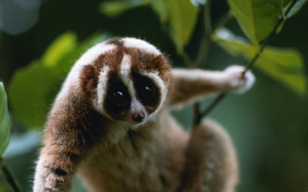 The Remarkable Slow Loris