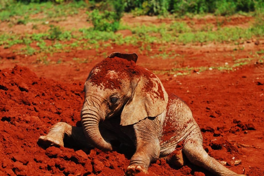 feeding-baby-elephants - the elephant rescuers