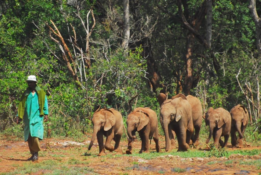 looking after baby-elephants