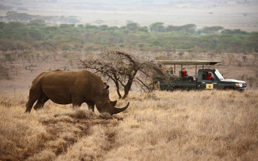 Lewa Conservancy: Haven for Wildlife Conservation