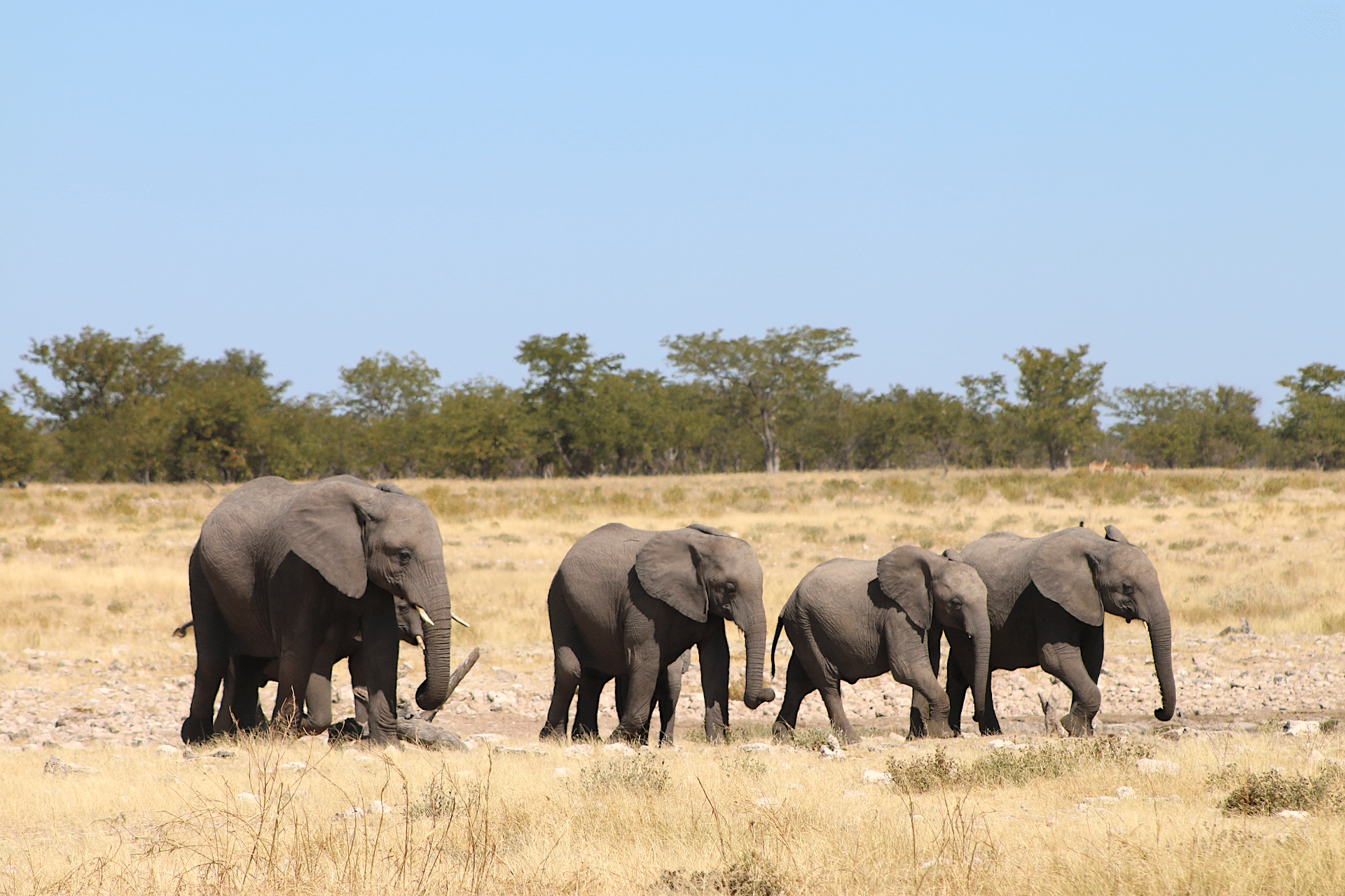 elephants in Etosha National Park, Namibia