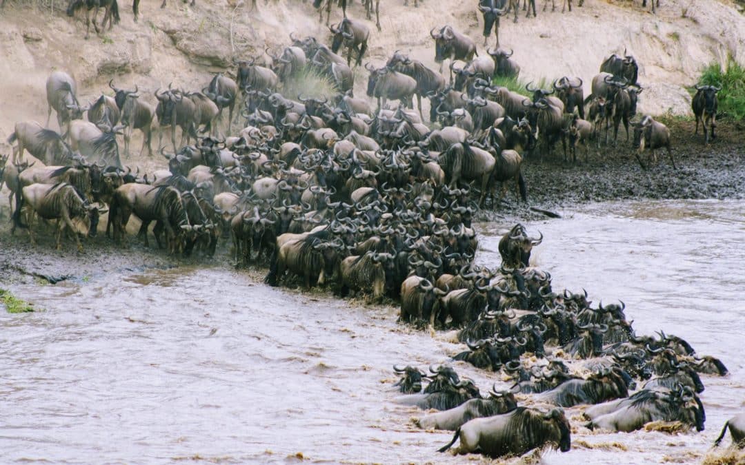 The Spectacular Great Wildebeest Migration