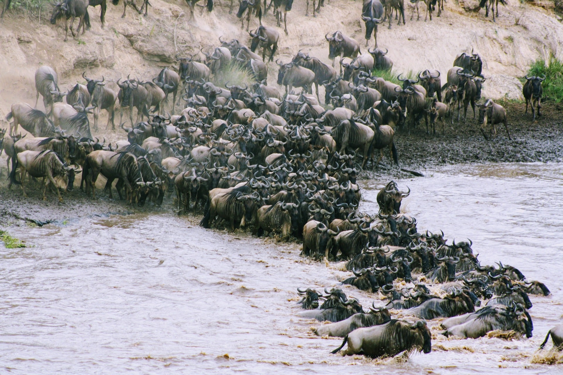 Wildebeest Migration Crossing the River