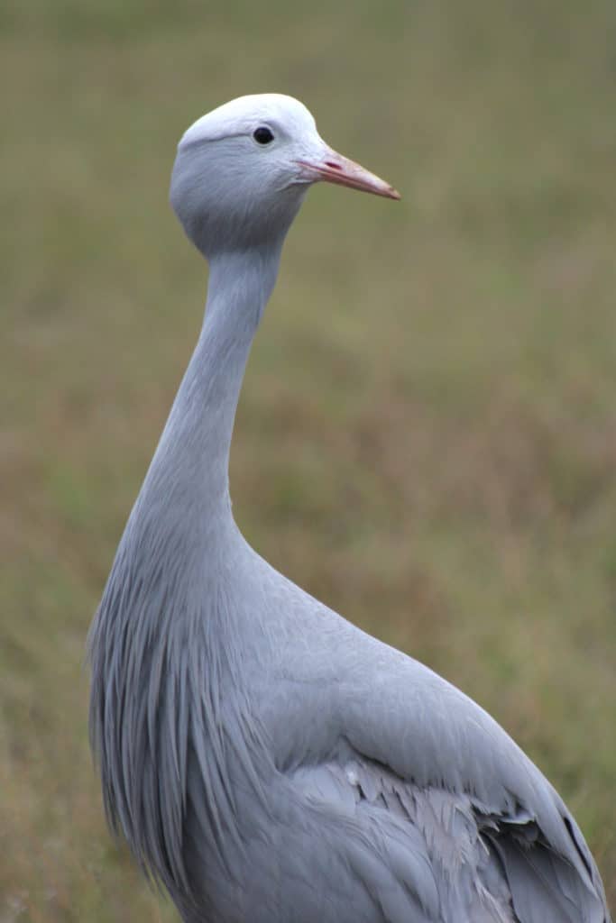 blue crane