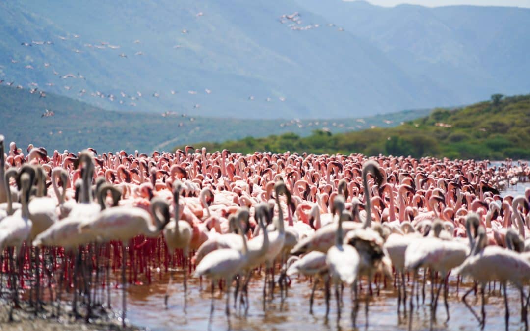 Finding Flamingos in Kenya