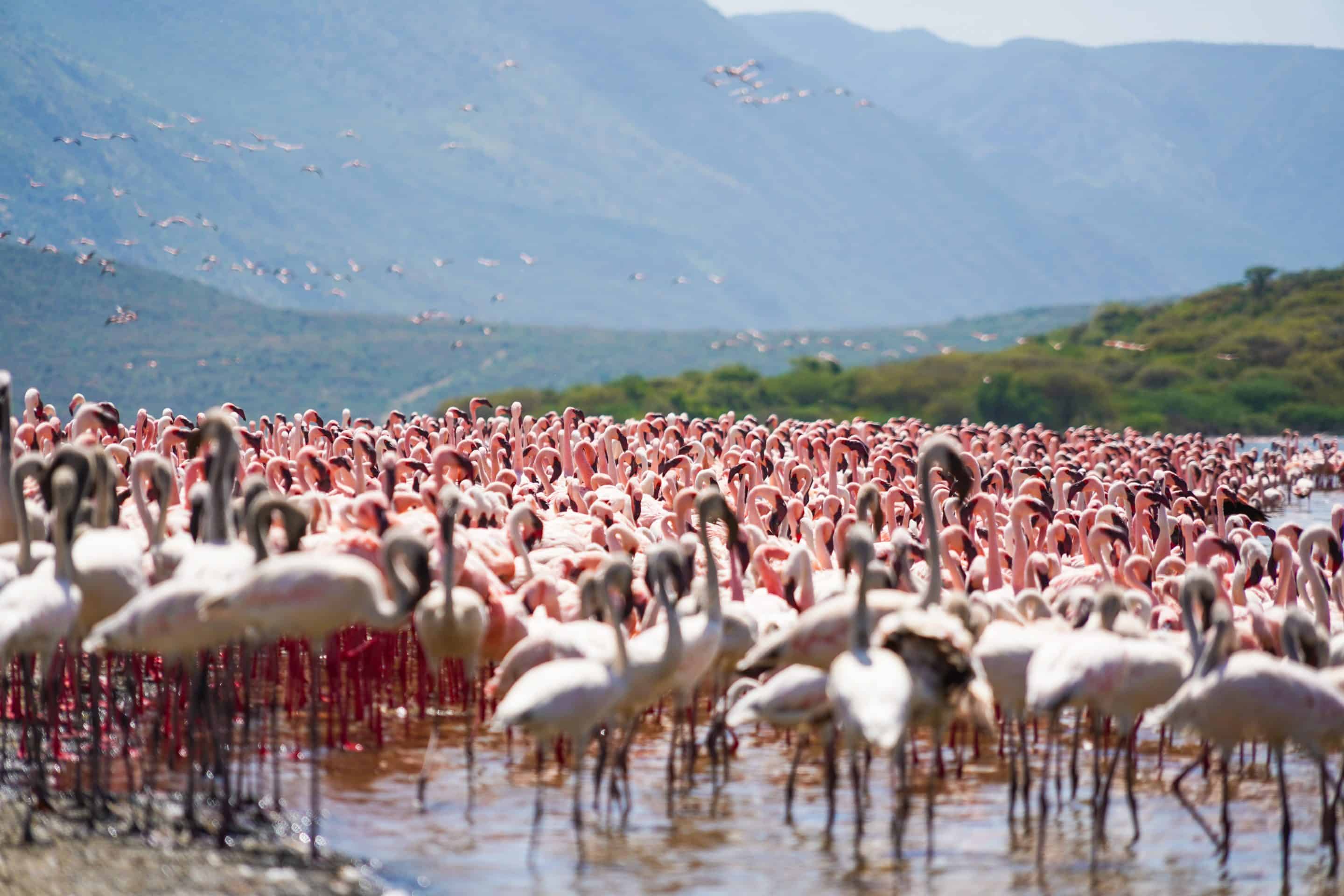 Pink Flamingos - Bird Watching Holidays