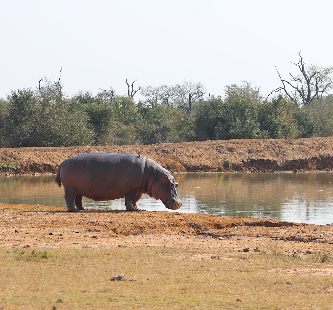 hippo out of water at Hlane