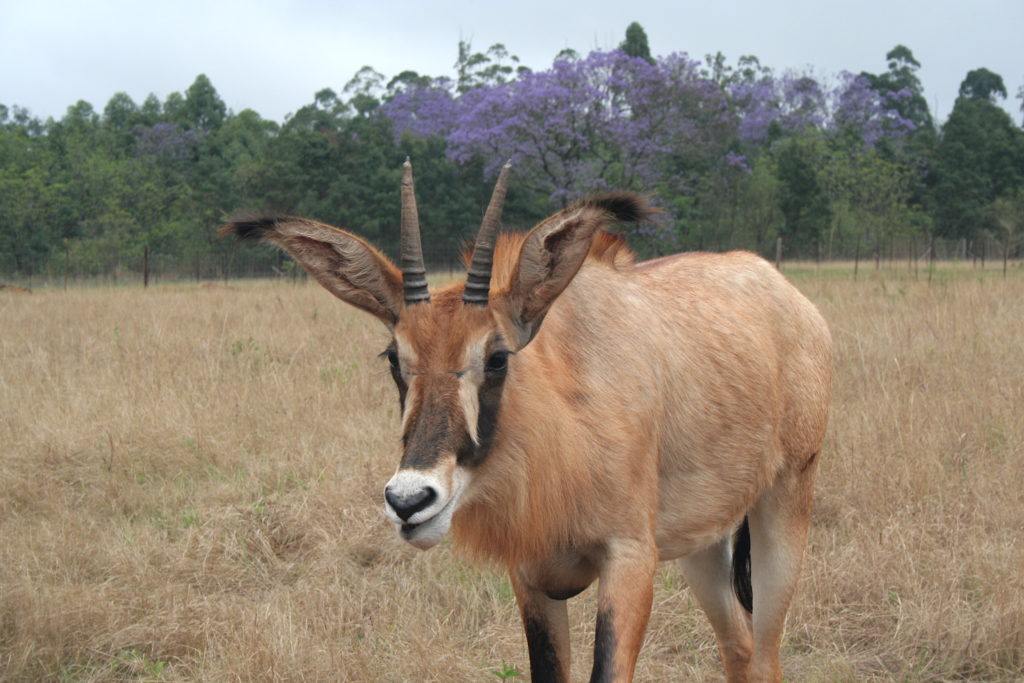 roan close up