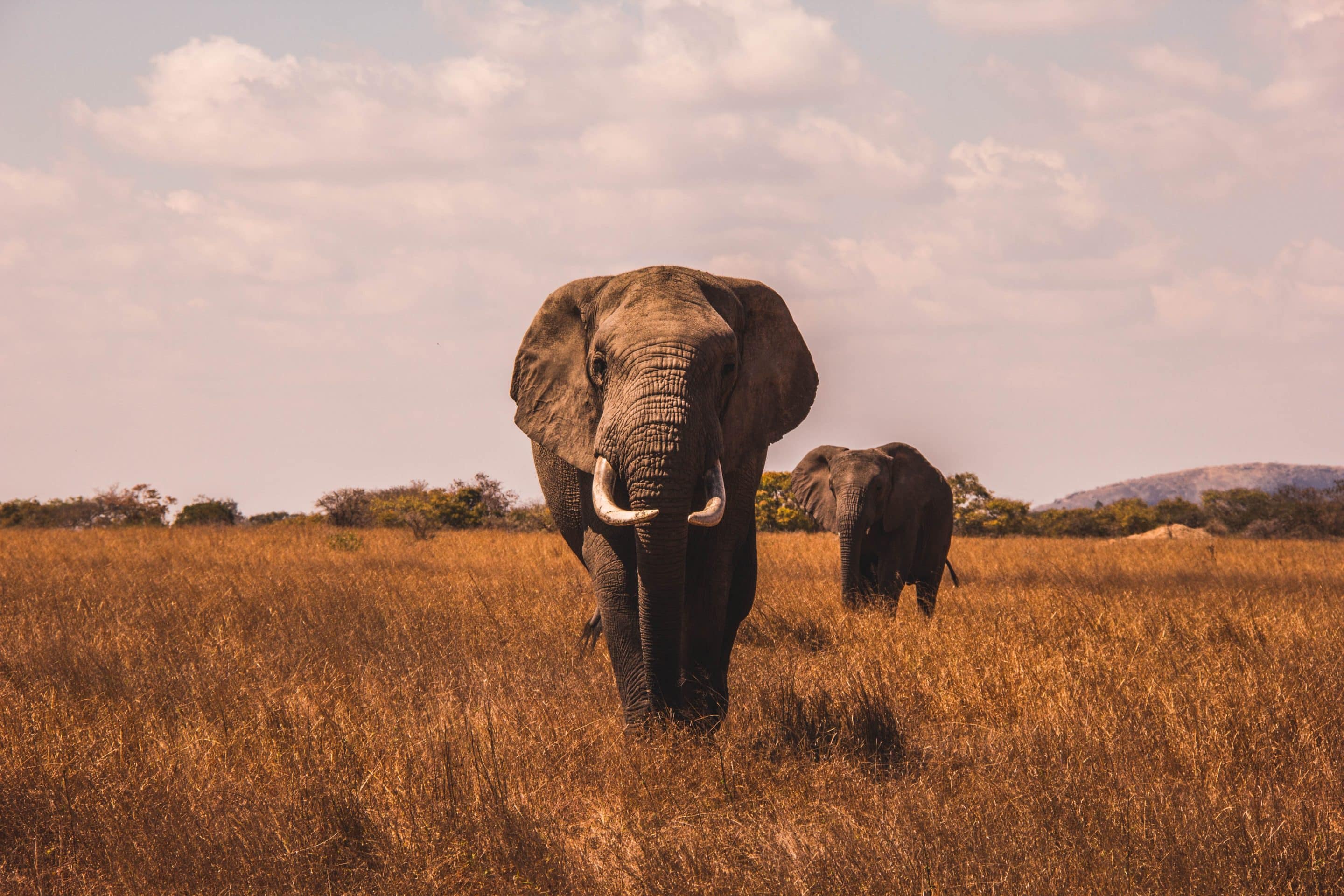 two african elephants
