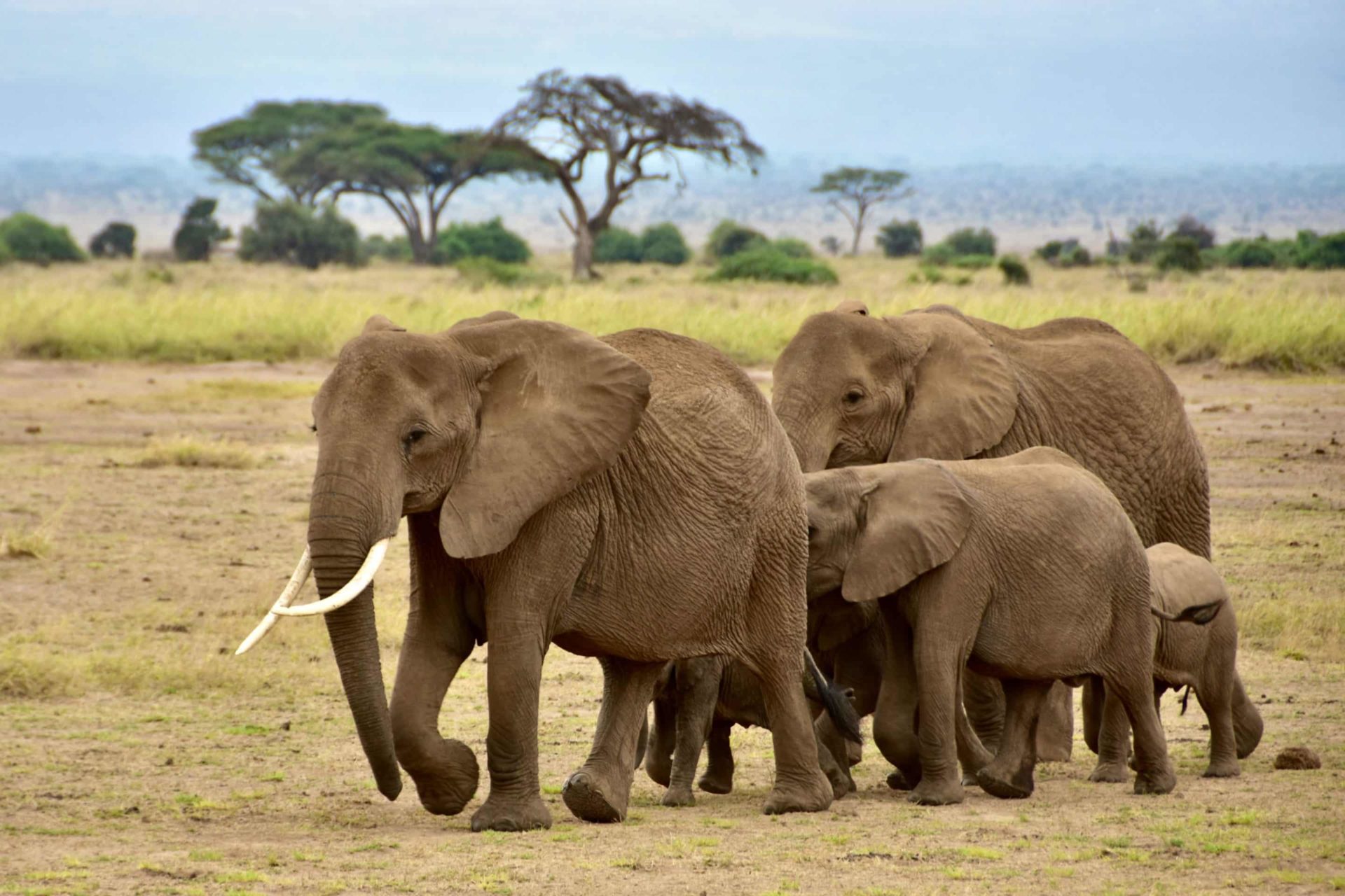 elephant family