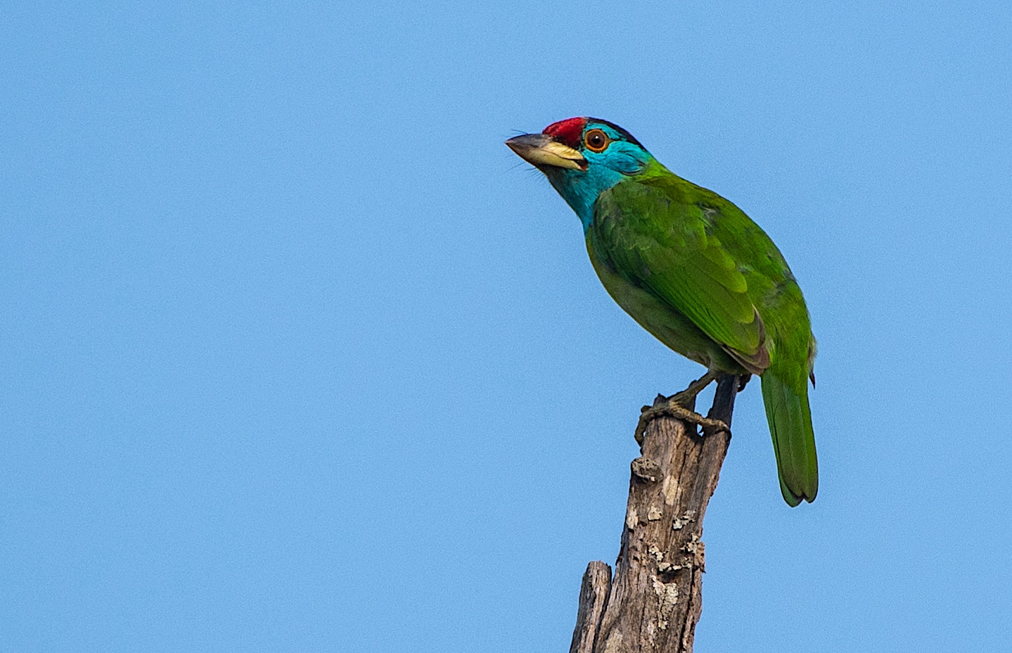 Blue Throated Barbet  - Bird Watching Holidays