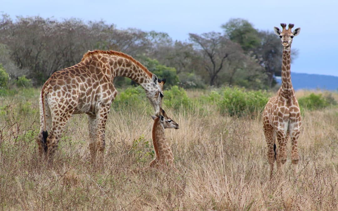 Affordable Safaris in Africa