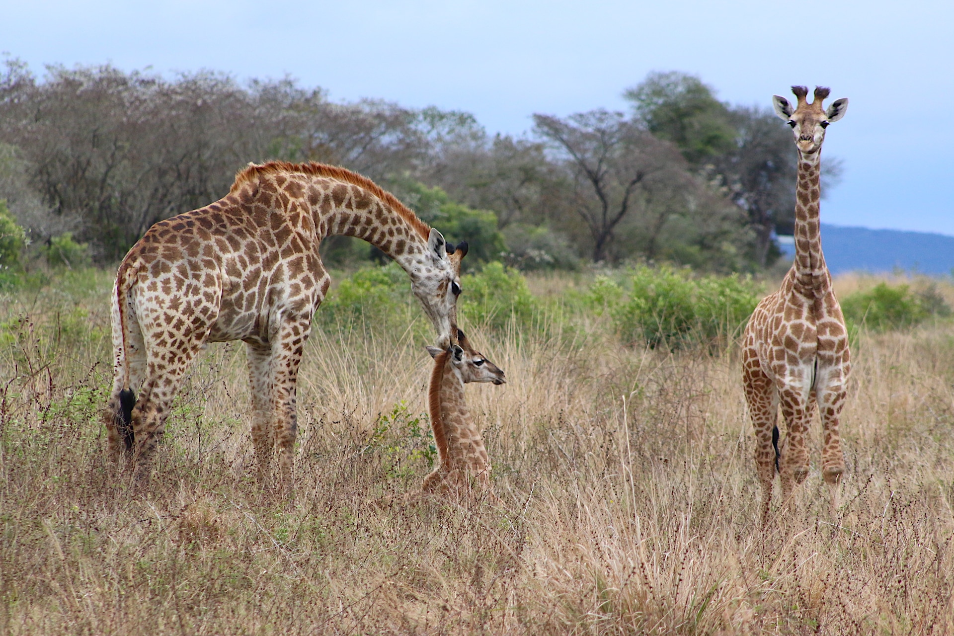giraffe in Eswatini