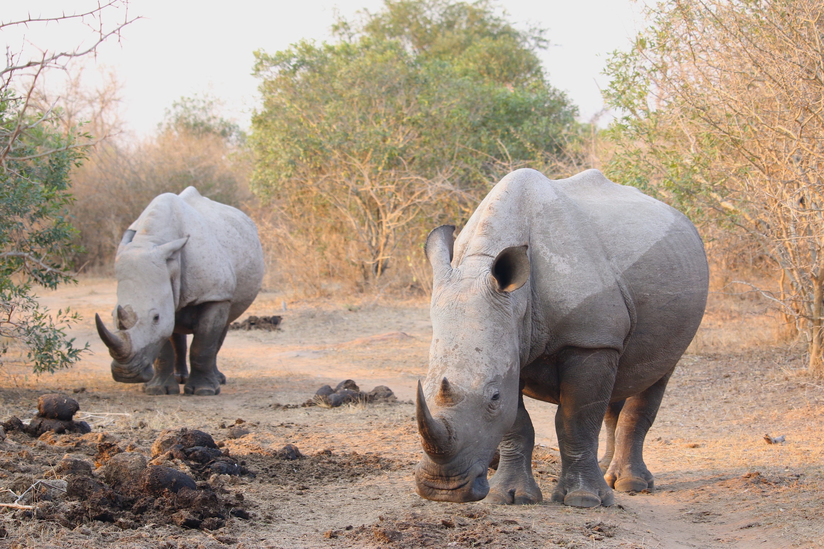 rhino on the Discover Eswatini Itinerary