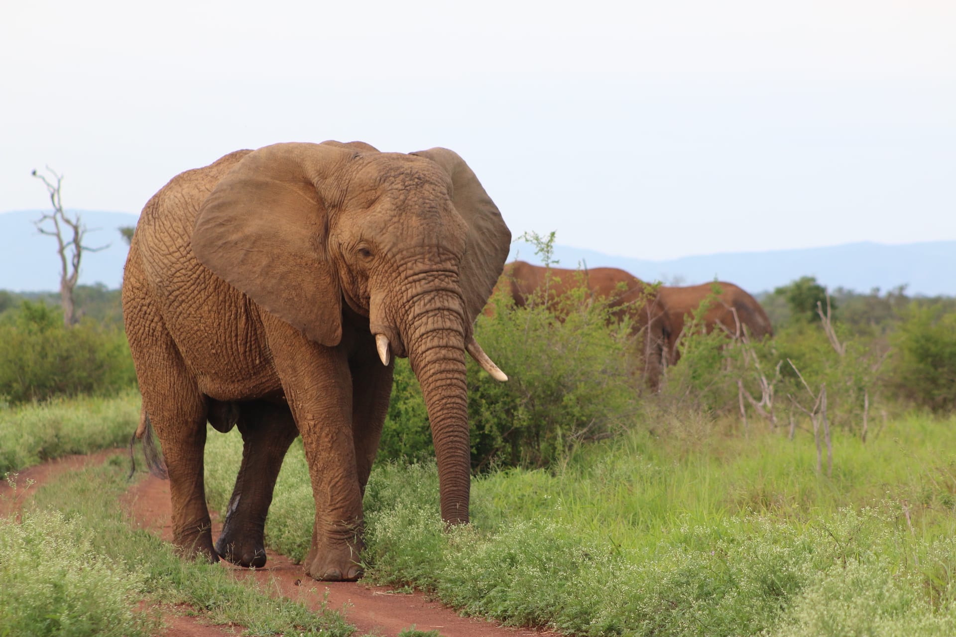 elephants in Hlane, Eswatini