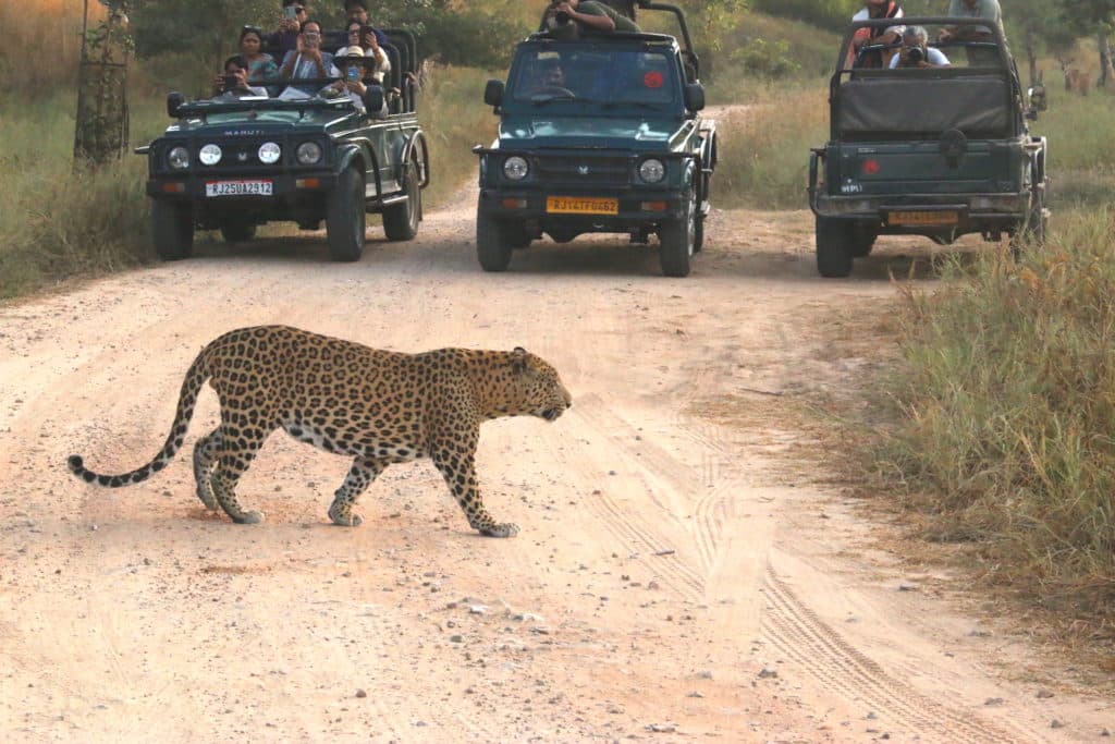 india safari