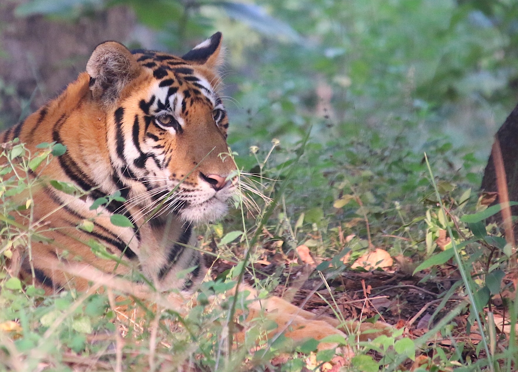 Indian Tiger