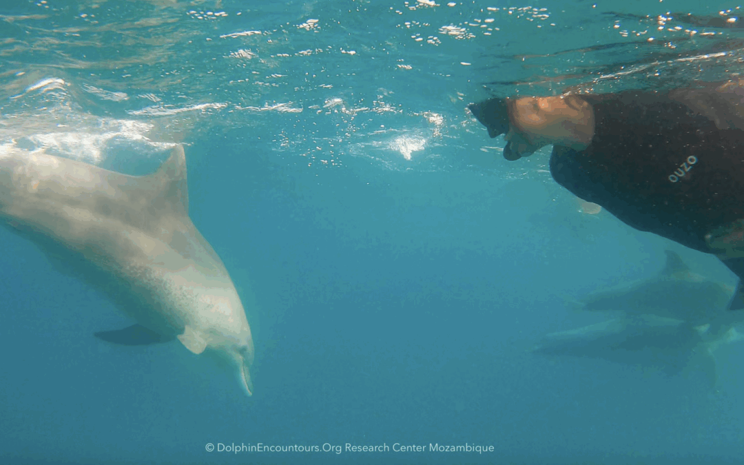 Swimming with Dolphins in Mozambique