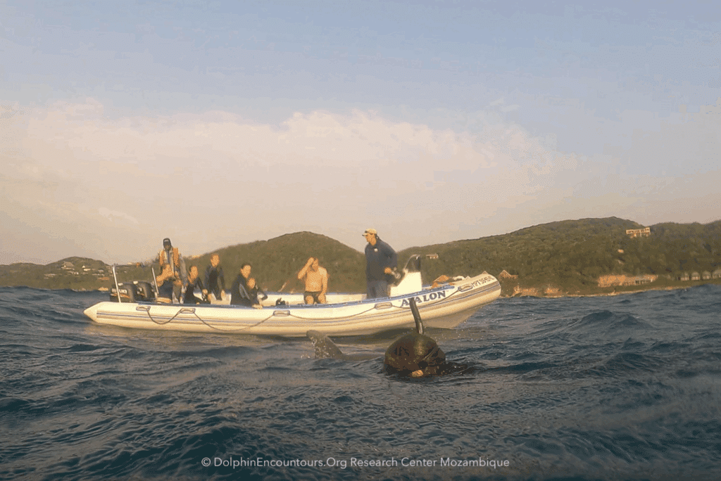 Jenny swimming with dolphins