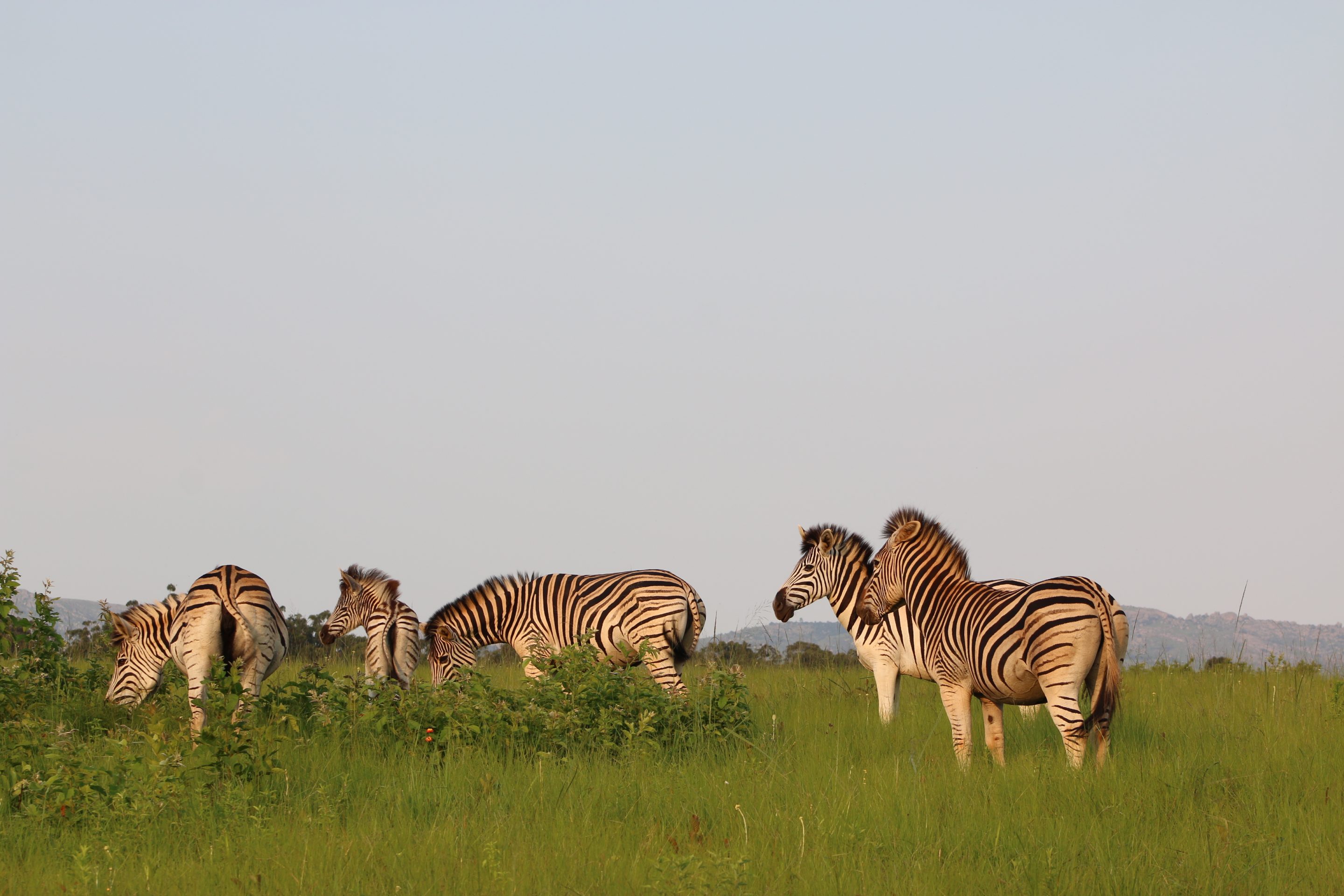 zebra in Malawi wildlife Guide to Zimbabwe