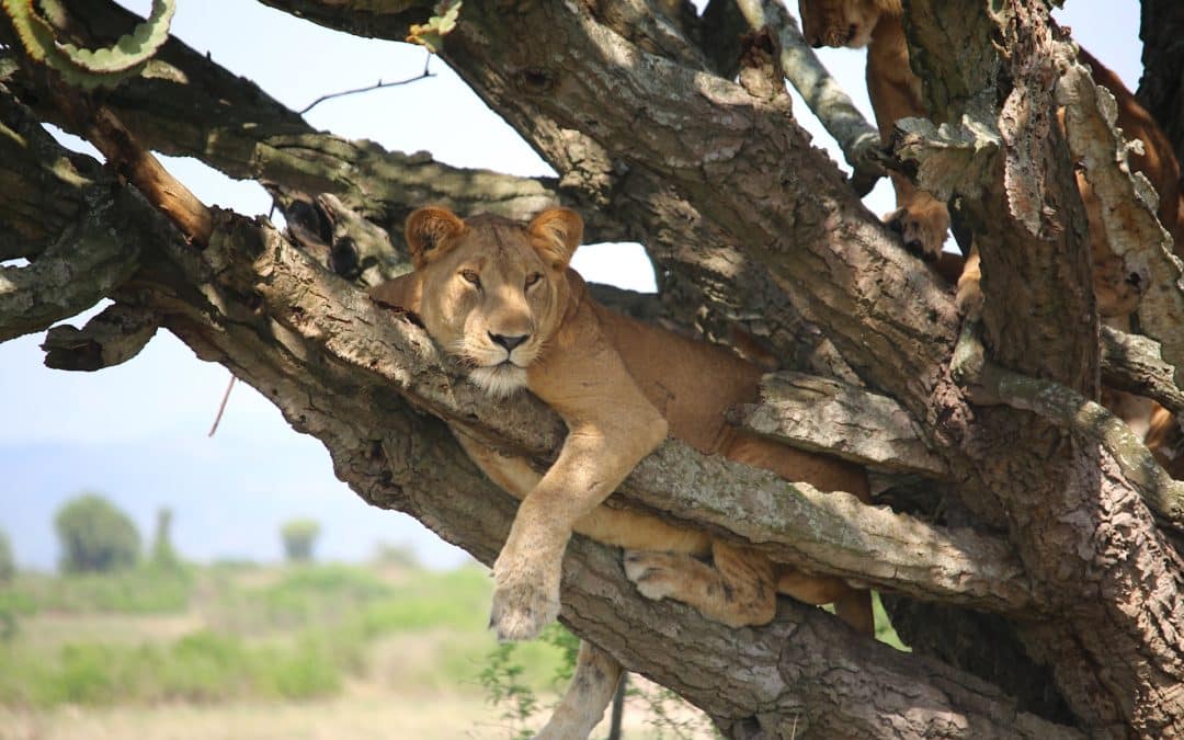 Tracking Tree Climbing Lions in Uganda