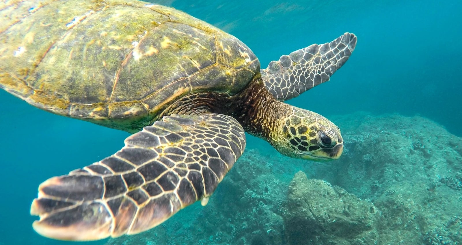visit the galapagos Explore Asia to see Sri Lanka Elephants