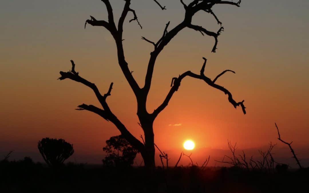 Secret Lives of Nocturnal Animals