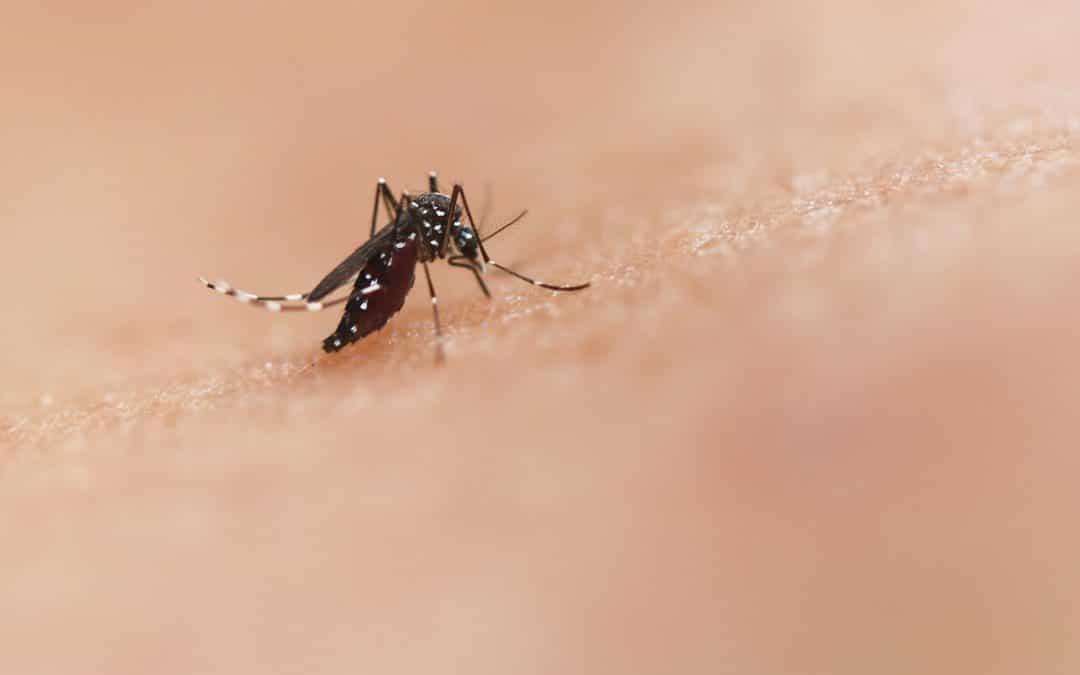 Five Insect Repellents To Use On Safari