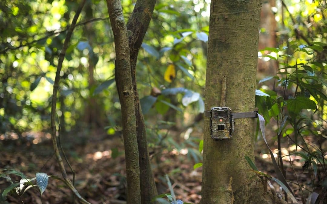 Camera Traps: What They Reveal About Hidden Wildlife