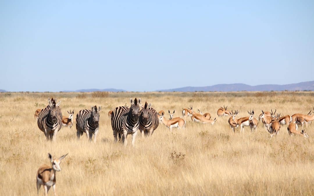 Leaving No Trace: Travelling Responsibly in the Wild